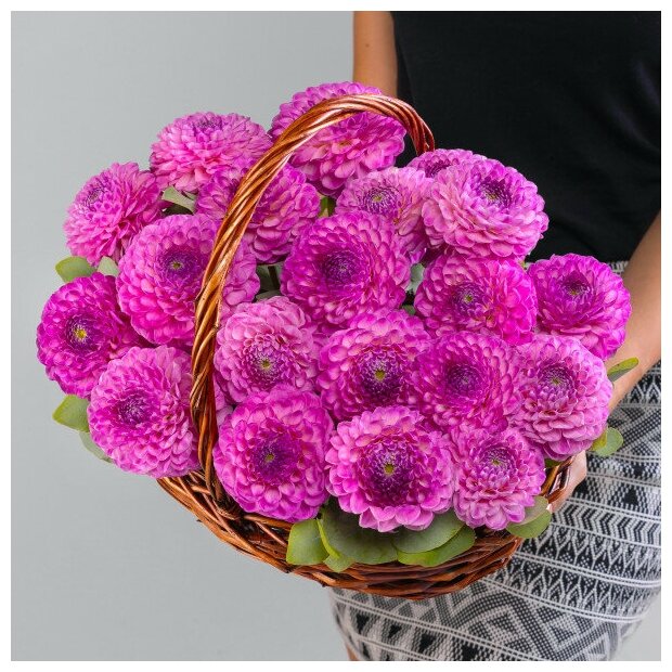 15 Георгинов Микс в корзине